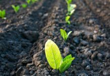 Bayer, Ginkgo Bioworks To Launch New Plant Microbiome Focused Company, Raise A Massive $100M In Series A Bayer, Ginkgo Bioworks To Launch New Plant Microbiome