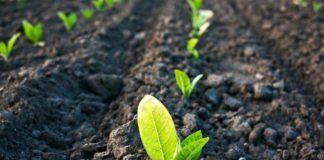 Bayer, Ginkgo Bioworks To Launch New Plant Microbiome