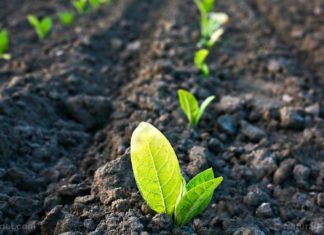 Bayer, Ginkgo Bioworks To Launch New Plant Microbiome Focused Company, Raise A Massive $100M In Series A Bayer, Ginkgo Bioworks To Launch New Plant Microbiome