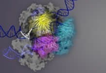 Most Accurate CRISPR Yet- Key Region Within The Editing System Discovered Most Accurate CRISPR Yet- Key Region Within The Editing System Discovered