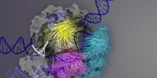 Most Accurate CRISPR Yet- Key Region Within The Editing System Discovered
