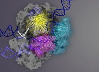 Most Accurate CRISPR Yet- Key Region Within The Editing System Discovered