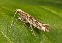 After GM Mosquitoes, Oxitec Takes Aim At Diamondback Moths After GM Mosquitoes, Oxitec Takes Aim At Diamondback Moths