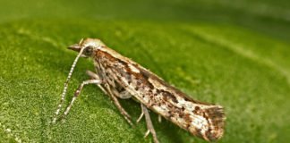 After GM Mosquitoes, Oxitec Takes Aim At Diamondback Moths