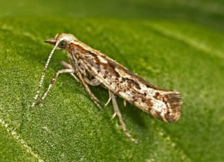 After GM Mosquitoes, Oxitec Takes Aim At Diamondback Moths