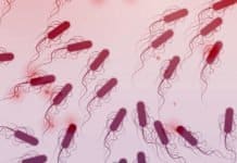 Scientists Discover and Add 20 Phyla To Tree Of Life By “Illuminating” The “Dark Matter” Microbes Discovery of Tree Of Life By “Illuminating” The “Dark Matter” Microbes