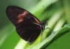 Scientists Uncover Key Gene That Influences The Pattern, Evolution Of Butterfly Wings Key Gene That Influences The Pattern Of Butterfly Wings