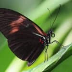 Key Gene That Influences The Pattern Of Butterfly Wings