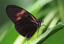 Scientists Uncover Key Gene That Influences The Pattern, Evolution Of Butterfly Wings Key Gene That Influences The Pattern Of Butterfly Wings