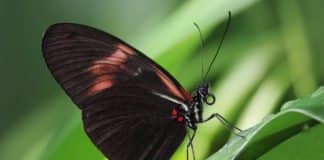 Key Gene That Influences The Pattern Of Butterfly Wings