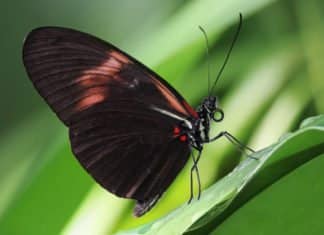 Key Gene That Influences The Pattern Of Butterfly Wings