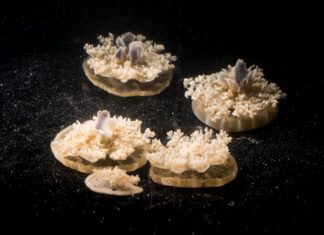 This Brain-Less Creature Loves Sleep Too! This Brain-Less Creature Loves Sleep Too!