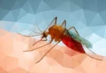 Study Offers New Hope For Combating Malaria – Artemisinin Successfully Produced At Industrial Scale Using Moss, New Hope For Combating Malaria - Artemisinin Produced Using Moss