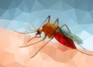 New Hope For Combating Malaria - Artemisinin Produced Using Moss
