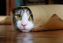 Common Cat Borne Parasite Found To Alter, Amplify Brain Disorders As Well As Some Cancers Common Cat Borne Parasite Found To Alter, Amplify Brain Disorders