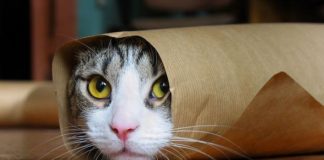 Common Cat Borne Parasite Found To Alter, Amplify Brain Disorders