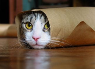 Common Cat Borne Parasite Found To Alter, Amplify Brain Disorders As Well As Some Cancers Common Cat Borne Parasite Found To Alter, Amplify Brain Disorders