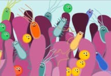 Gut Health Crucial To Shedding Pounds, Study Says Gut Health Crucial To Shedding Pounds, Study Says