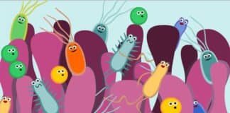 Gut Health Crucial To Shedding Pounds, Study Says