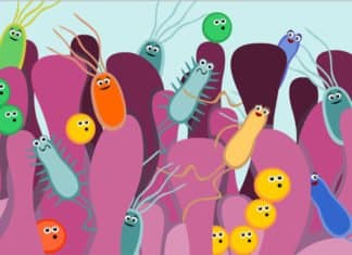 Gut Health Crucial To Shedding Pounds, Study Says Gut Health Crucial To Shedding Pounds, Study Says