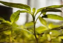 M.sc Biotech Job @ Nagarjun Medicinal Plants Garden , Dr.P.D.K.V. Botany Dept - BHU Recruiting JRF