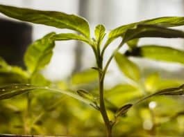 Botany Dept - BHU Recruiting JRF