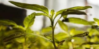Botany Dept - BHU Recruiting JRF