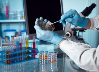CRISPR-Gold Found To Fix Duchenne Muscular Dystrophy Mutation In Mouse Models