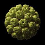 Study Demonstrates Polioviruses’ Ability To Treat Brain Cancer