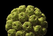 Breakthrough Study Demonstrates Polioviruses’ Ability To Treat Brain Cancer Study Demonstrates Polioviruses’ Ability To Treat Brain Cancer