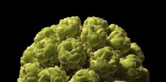 Study Demonstrates Polioviruses’ Ability To Treat Brain Cancer