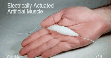 3D Printed Synthetic Tissue Akin To Natural Muscle 