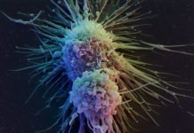 Turning on the Gene “Circuit” Switch to Combat Cancer Turning on the Gene “Circuit” Switch to Combat Cancer