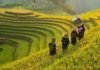 New Strain of China’s Saltwater Rice Boosts Country’s Rice Harvest by Nearly 20%, Can Feed 200 Million People