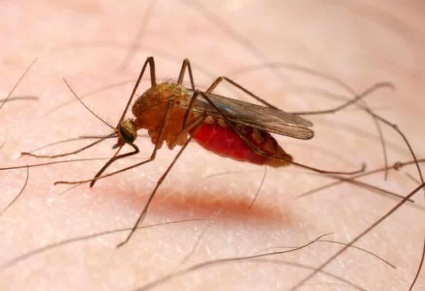 NIH Investigates Two New Targets for Anti-Malaria Drugs