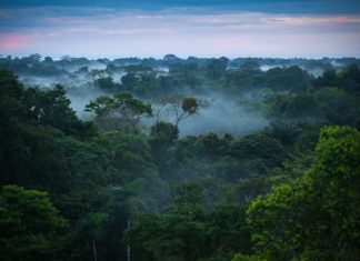 Efforts to Remedy Climate Change Could Be Just As Impactful As Ending Oil Use