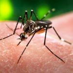 DNA-Based Zika Vaccine Found To Be Safe In First Human Trail