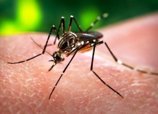 DNA-Based Zika Vaccine Found To Be Safe In First Human Trail