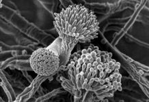 Researchers Characterize “Mystery” Fungus Making An Addition To The Fungal Tree Of Life Researchers Characterize "Mystery" Fungus Making An Addition To The Fungal Tree Of Life