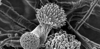 Researchers Characterize "Mystery" Fungus Making An Addition To The Fungal Tree Of Life