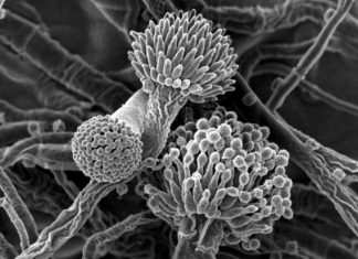 Researchers Characterize “Mystery” Fungus Making An Addition To The Fungal Tree Of Life Researchers Characterize "Mystery" Fungus Making An Addition To The Fungal Tree Of Life