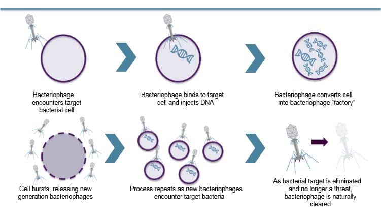 Century Old Viruses May Be Our Best Bet Against Antibiotic Resistance