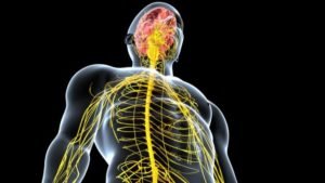 Alternate Neural Network That Allows For “Breathing” After Spine Injury