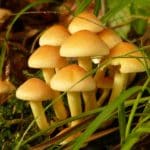 What Makes These Big Guys- Well, Big? Scientists Analyse the Genome of World’s Largest Organism