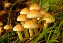 What Makes These Big Guys- Well, Big? Scientists Analyse the Genome of World’s Largest Organism