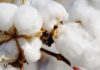 Monsanto’s BT Cotton Patent Plea Snubbed by Delhi HC Monsanto’s BT Cotton Patent Plea Snubbed by Delhi HC