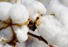 Official Tolerance of Illegality – Nearly a Million Illegal HT Cotton Seeds Sown this Kharif Season Monsanto’s BT Cotton Patent Plea Snubbed by Delhi HC
