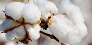 Monsanto’s BT Cotton Patent Plea Snubbed by Delhi HC