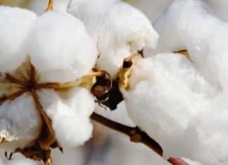 Monsanto’s BT Cotton Patent Plea Snubbed by Delhi HC