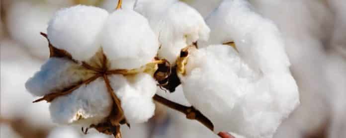 Monsanto’s BT Cotton Patent Plea Snubbed by Delhi HC
